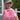 A woman wearing a gray 'Lucky' baseball cap holds up a pink chunky knit purse decorated with pastel pink, peach, and  sequins, set against a background of a house exterior and green shrubs.