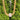 A chunky gold-tone Cuban link chain necklace with a central pavé-set round bezel, photographed hanging against a dense background of green conifer trees.