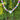 A colorful beaded necklace with rainbow-striped beads and a white heart-shaped pendant, photographed outdoors against a blurred green foliage background.